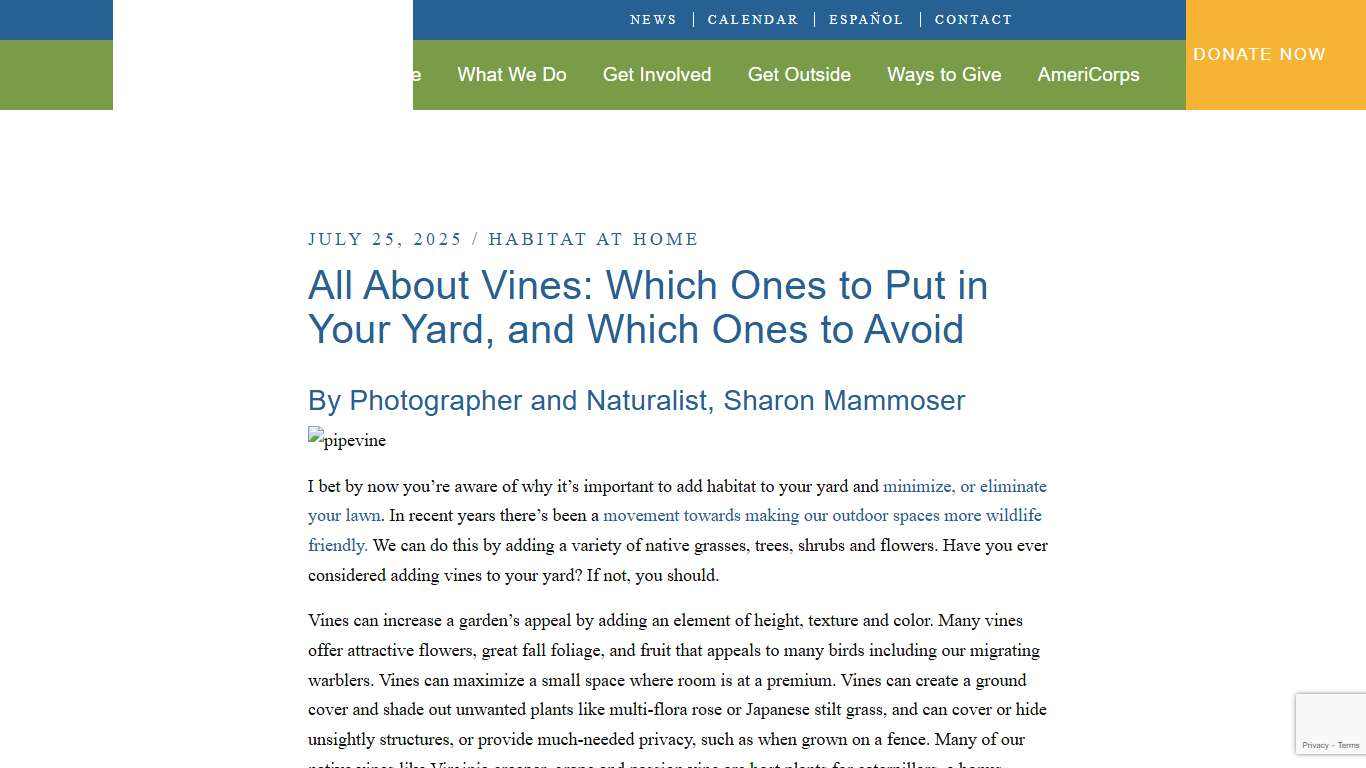 All About Vines: Which Ones to Put in Your Yard, and Which Ones to Avoid - Conserving Carolina